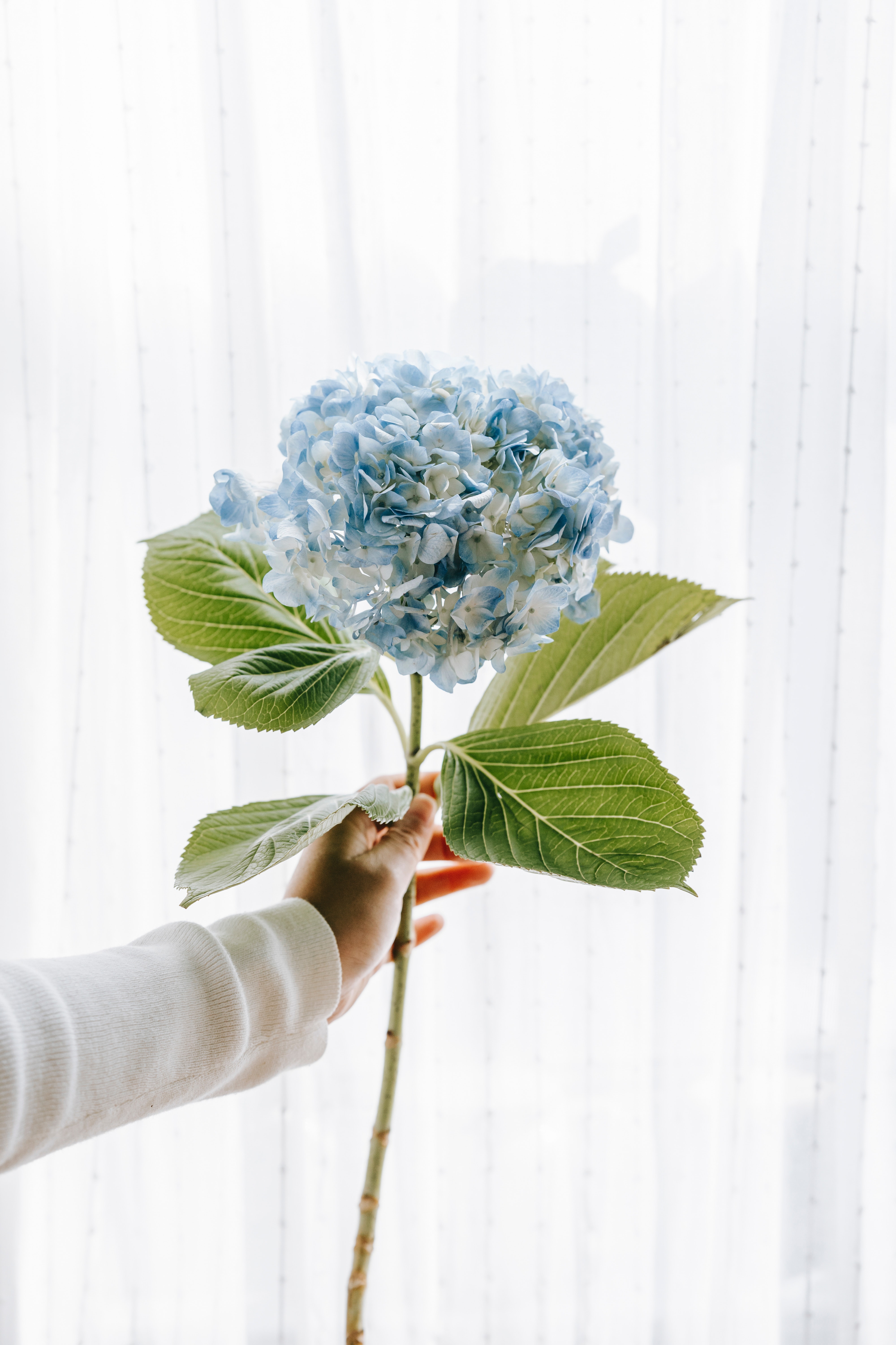 Hydrangea Penghargaan dan Keindahan