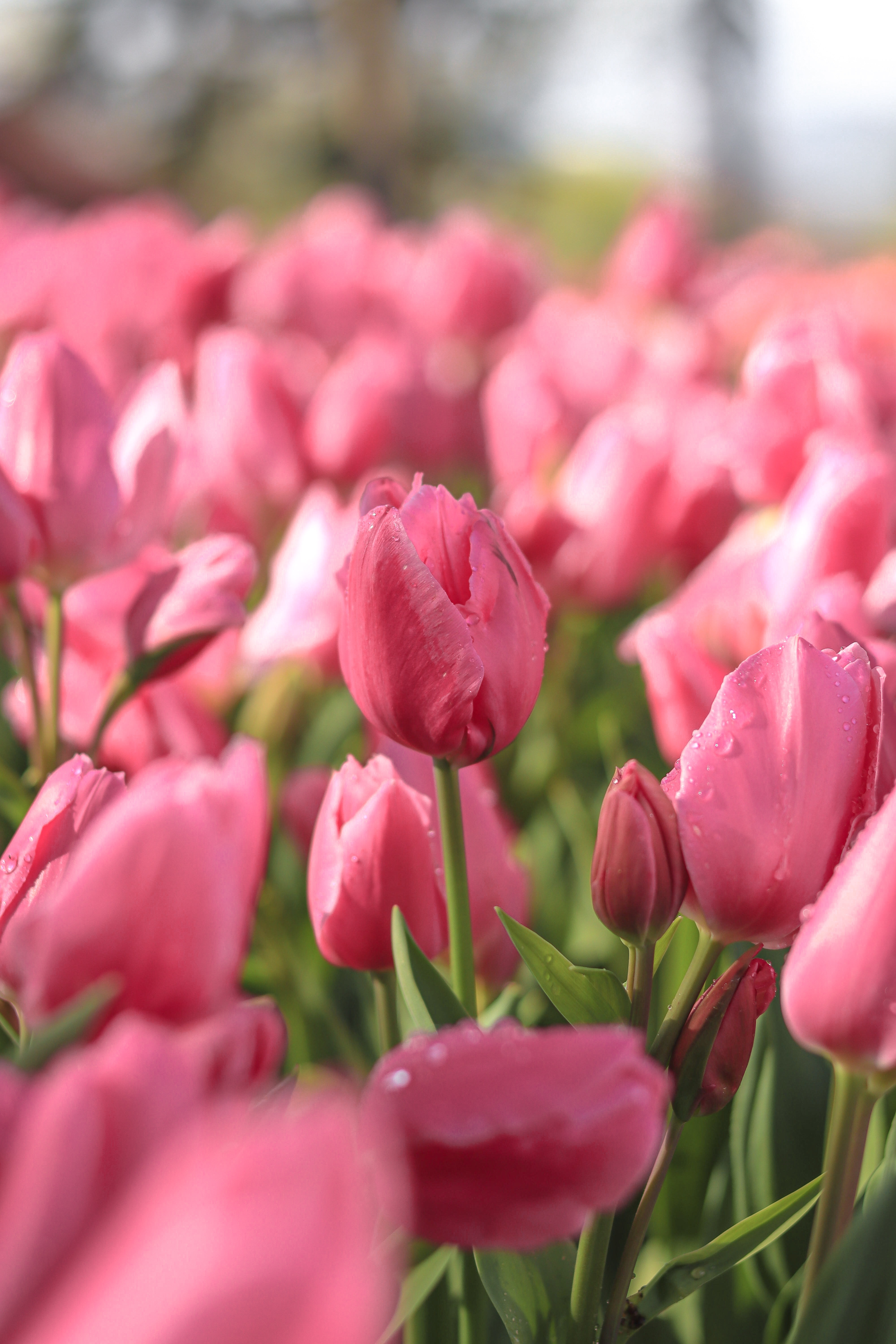 Tulip Kegembiraan dan Ambisi